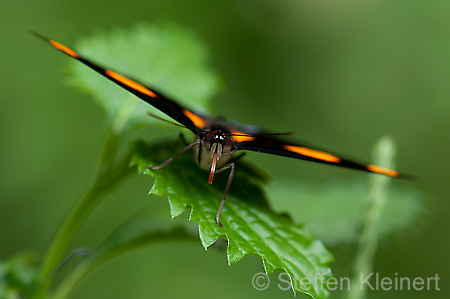 183 Feinschmecker - Catonephele numila